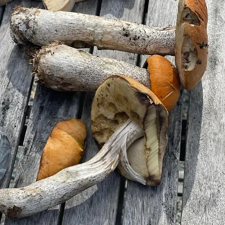 Σπίτι διακοπών Hytta Pa *